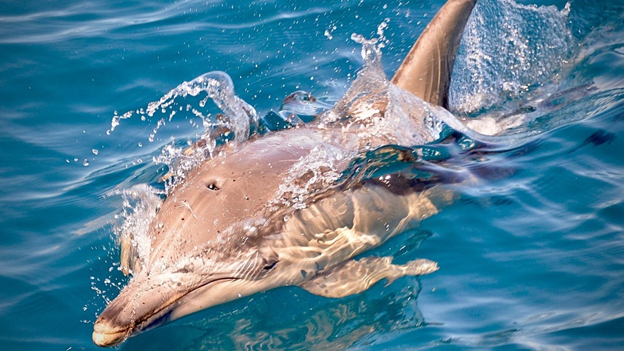 dolphin cruises charleston sc