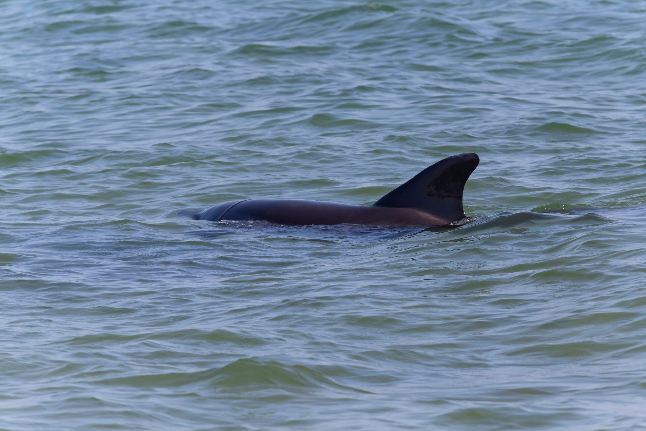 Dolphin sighting during charter
